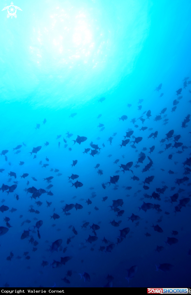 A Redtoothed triggerfish