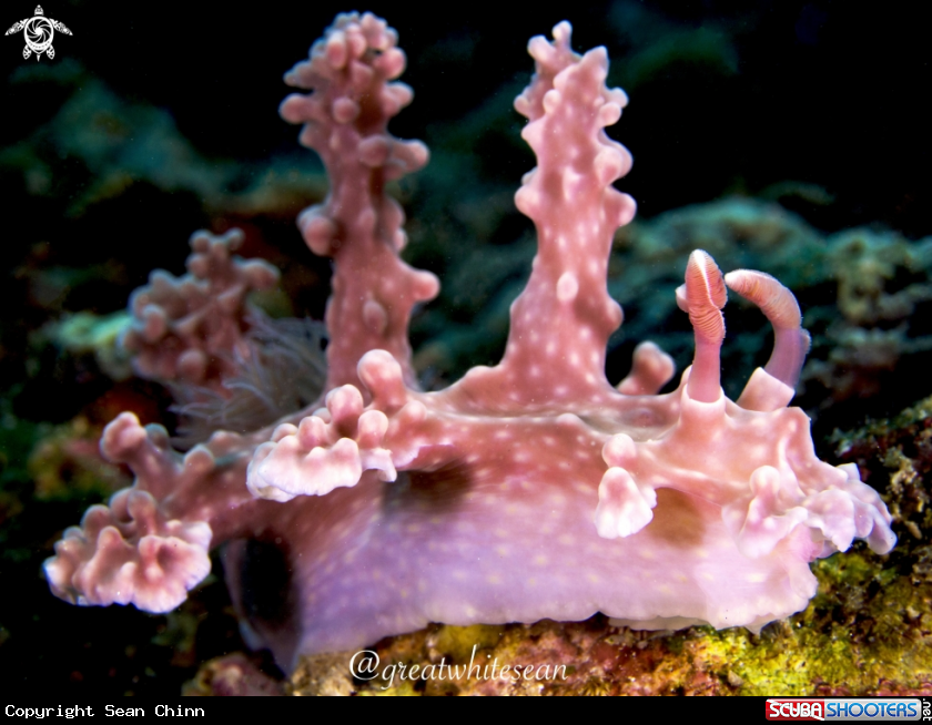 A Nudibranch