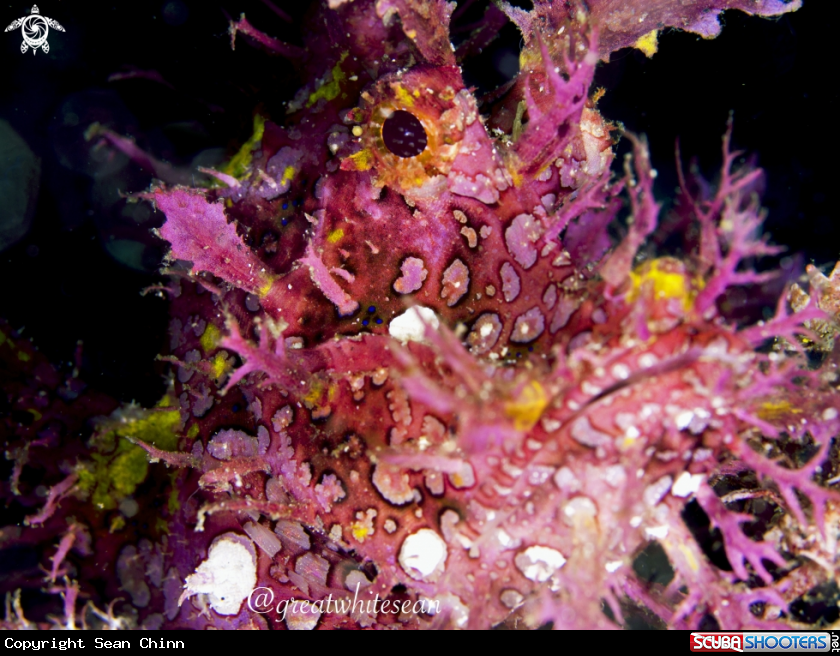 A Rhinopia (weedy scorpionfish)