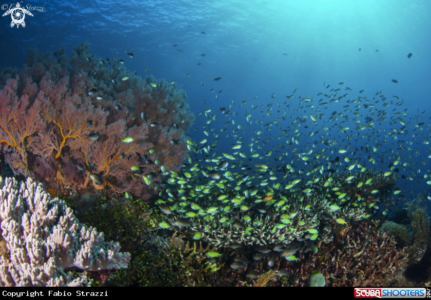A Reef 