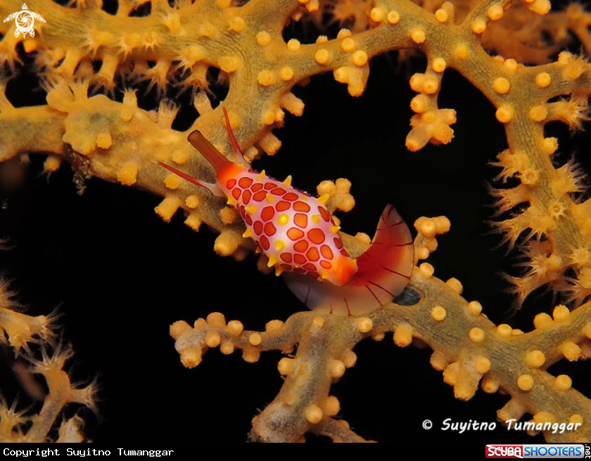A Egg Cowry