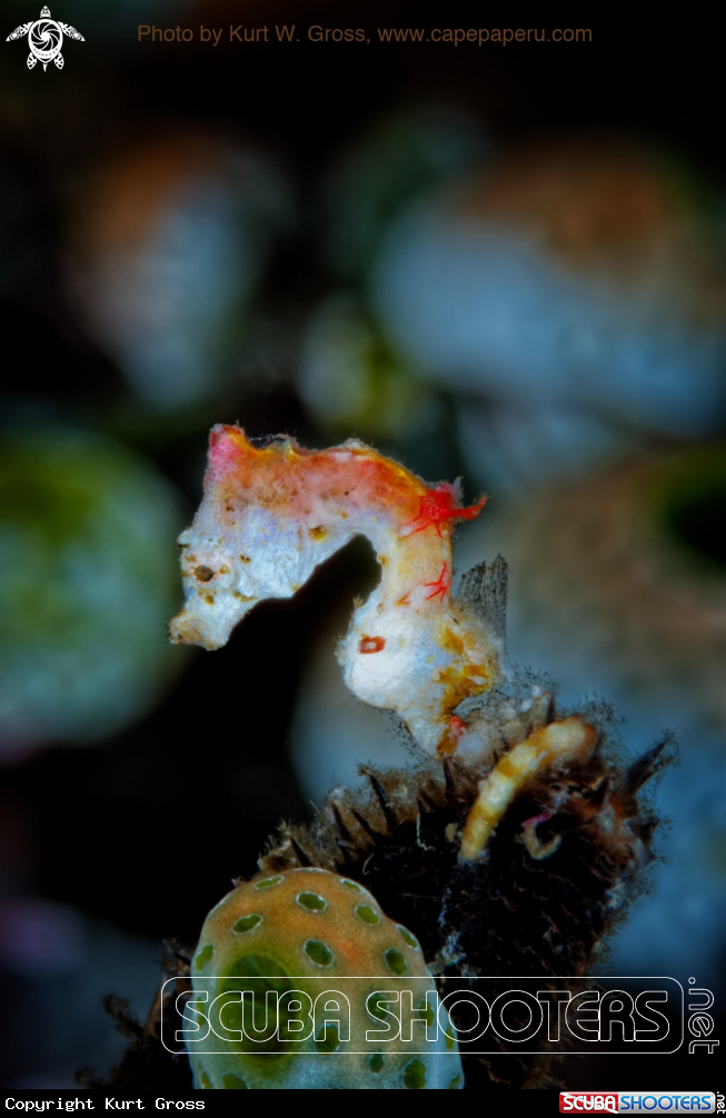A Pigmy Seahors