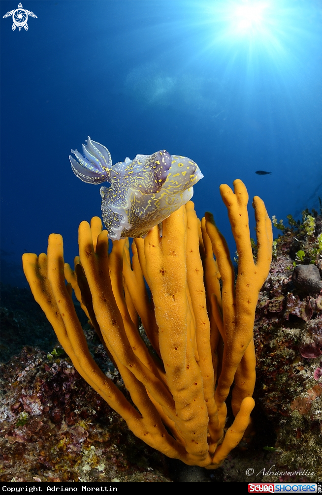 A Nudibranch