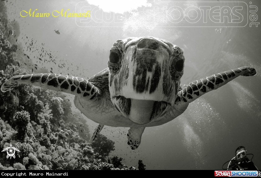 A Turtle