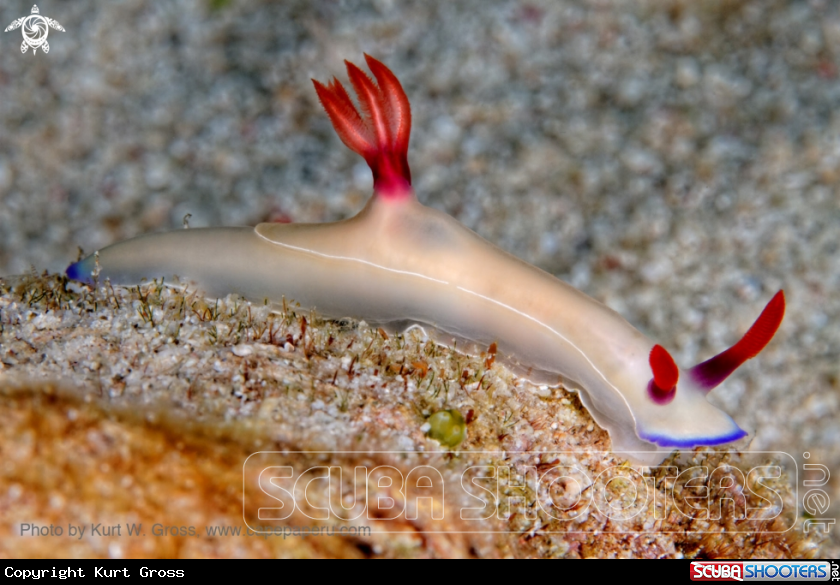 A Nudibrache