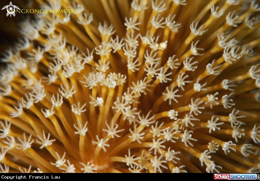 A Coral