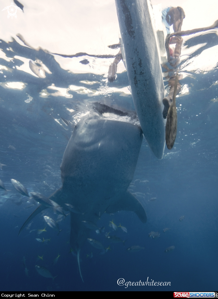 A Whale Shark