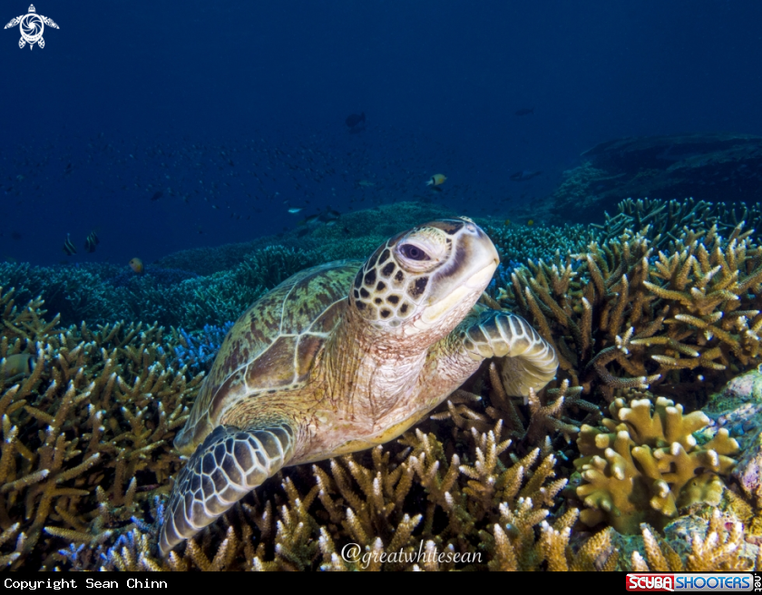 A Green Turtle