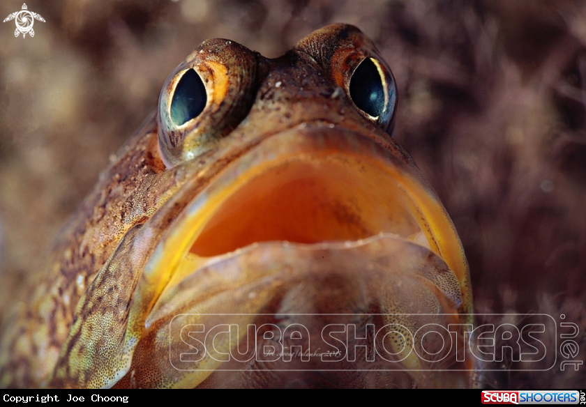 A Jaw fish 