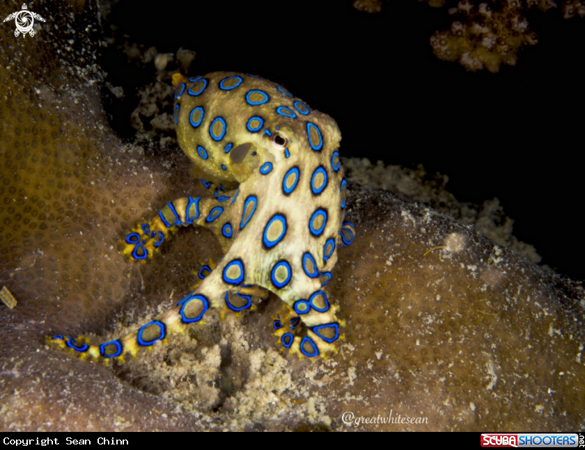 A Blue Ring Octopus