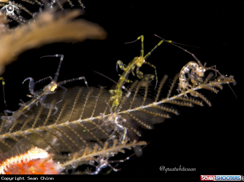 A Skeleton shrimp