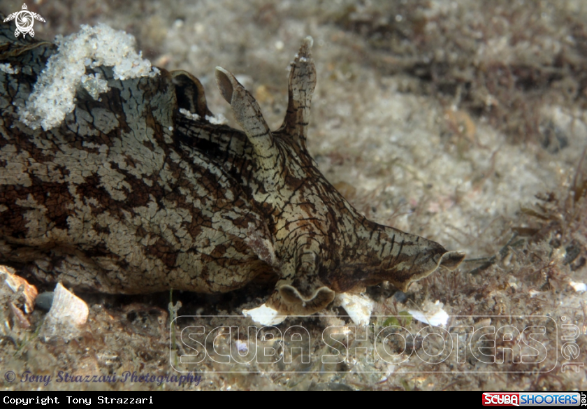 A Sydney sea hare