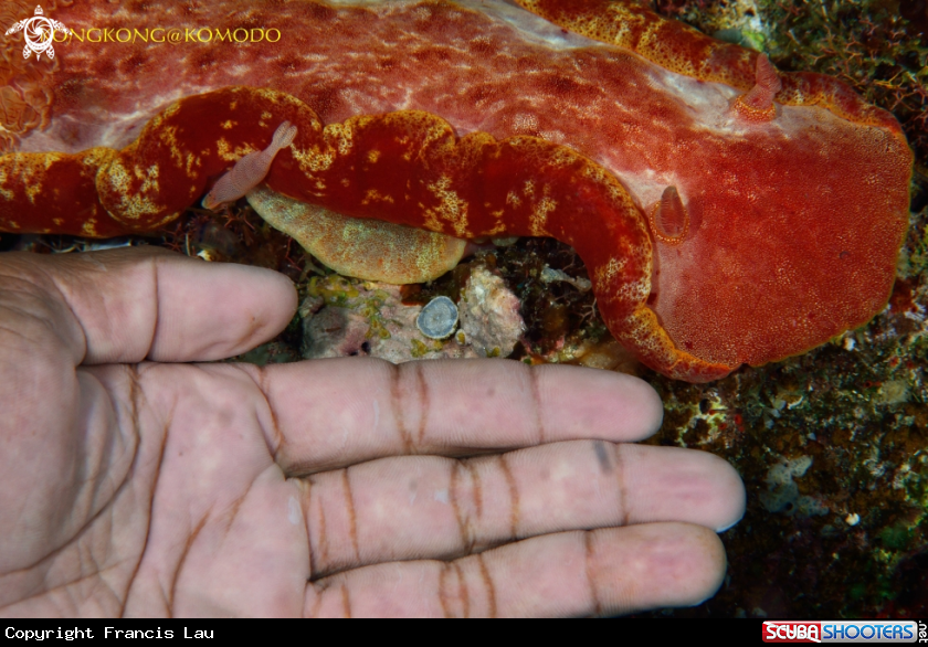 A Nudibranch - Spanish Dancer