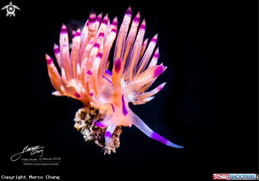 A nudi