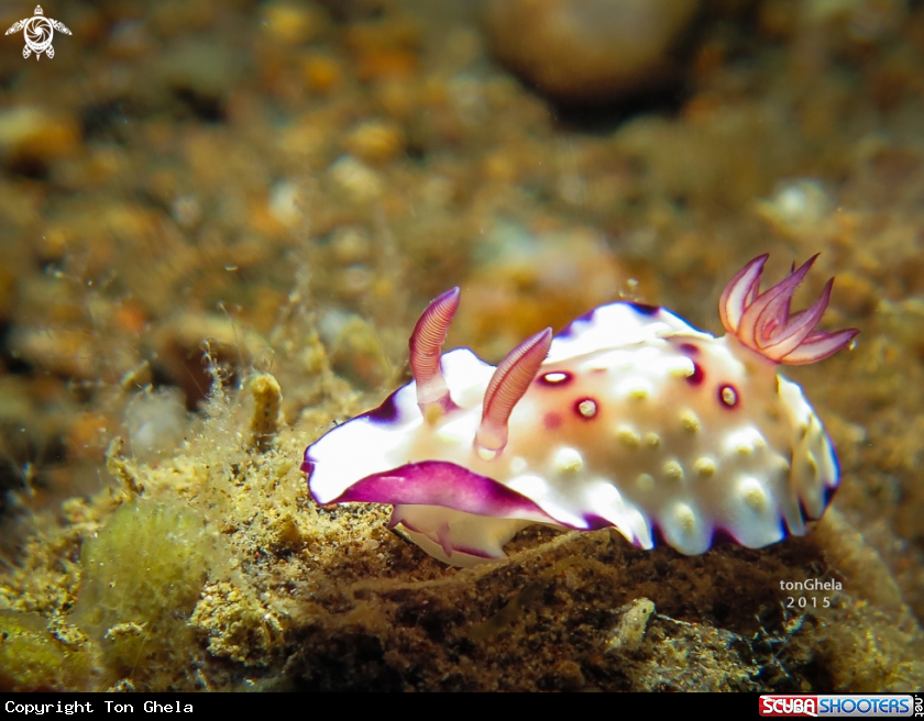 A Nudibranch 