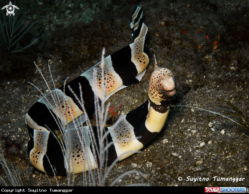 A Banded Mud Moray
