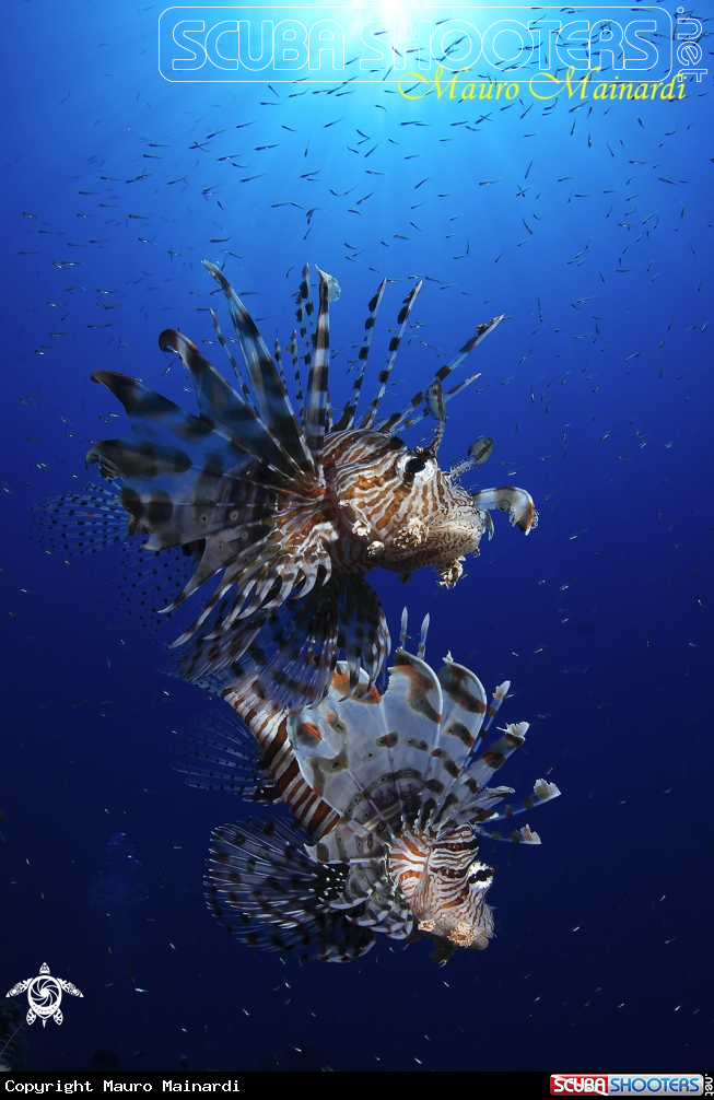 A Lionfish
