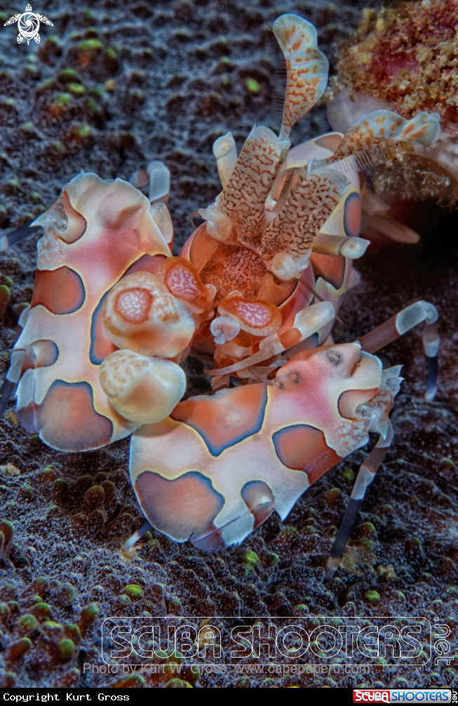 A Harlekin Shrimp