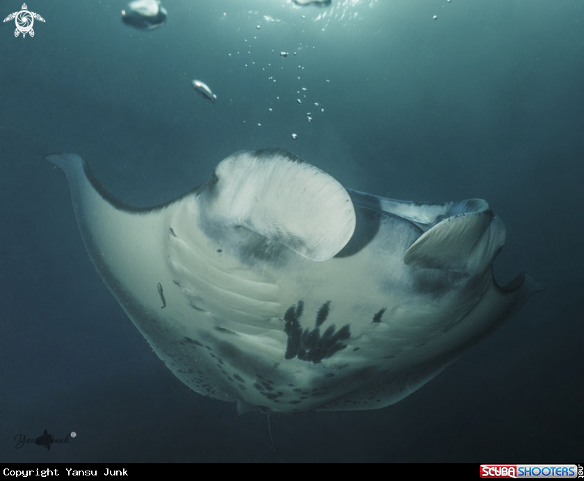 A Mantaray