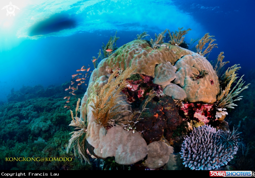 A Coral Reef