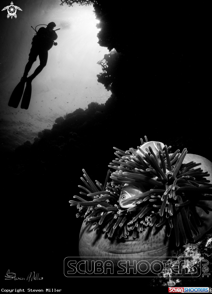 A Anemone and resident Clownfish