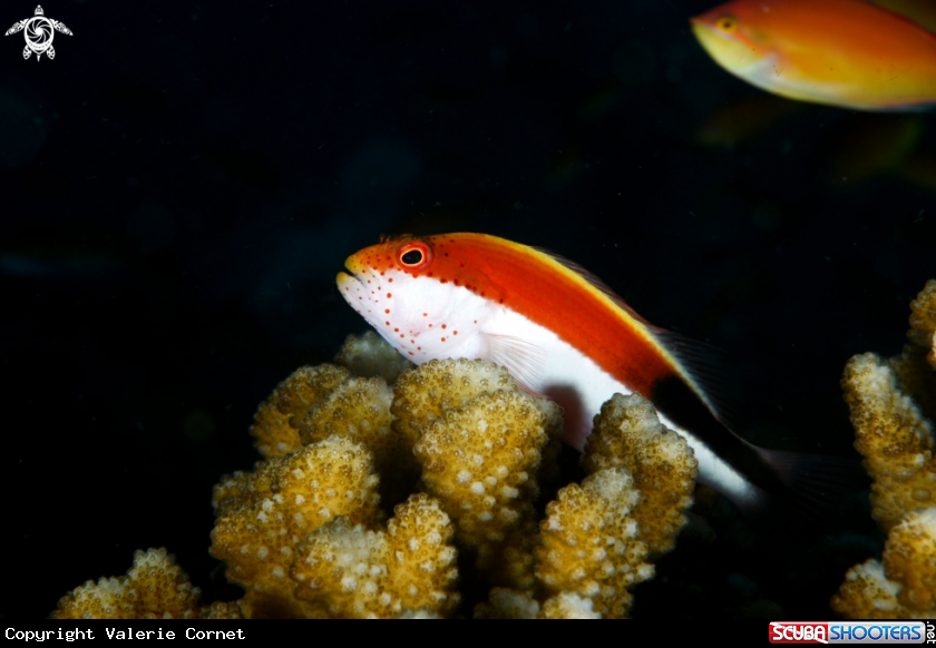 A Freckled Hawkfish