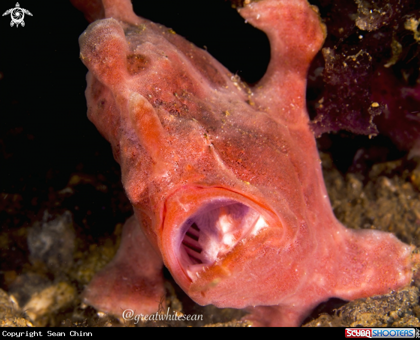 A Frogfish