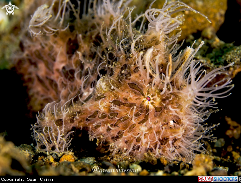 A Hairy Frogfish