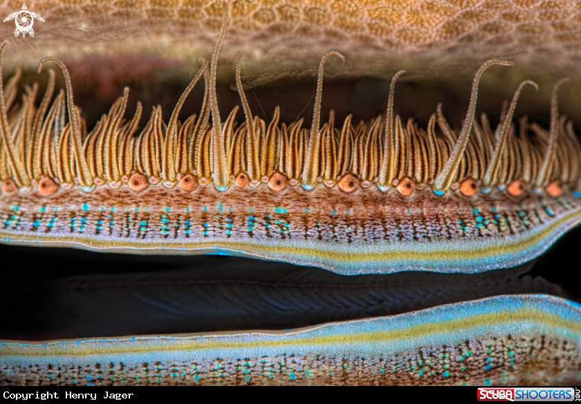 A Iridescent Scallop
