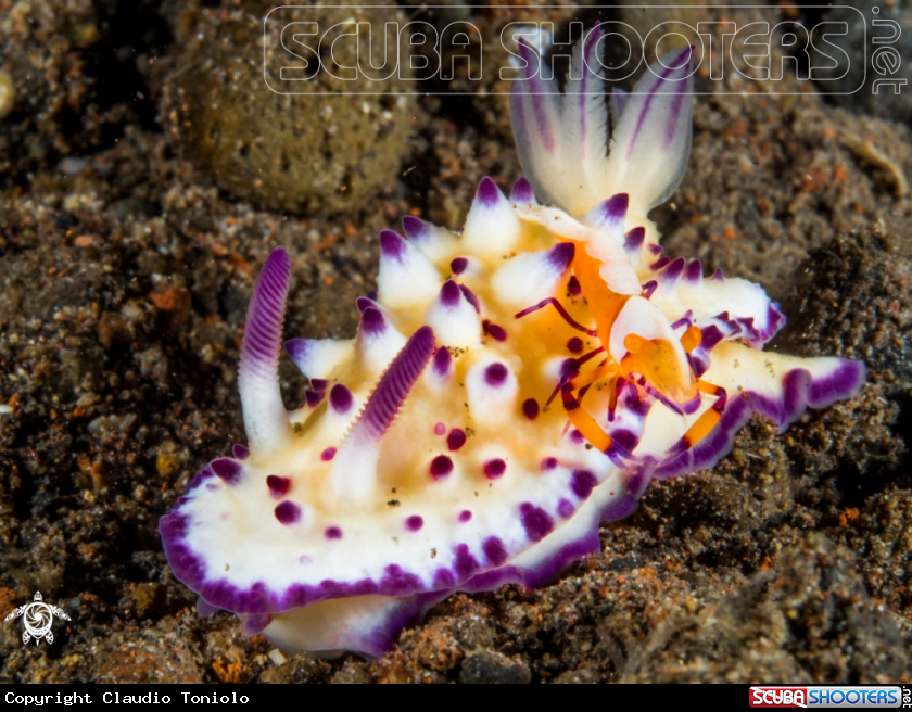 A Mexichromis Multitubercolata with Emperor Shrimp 