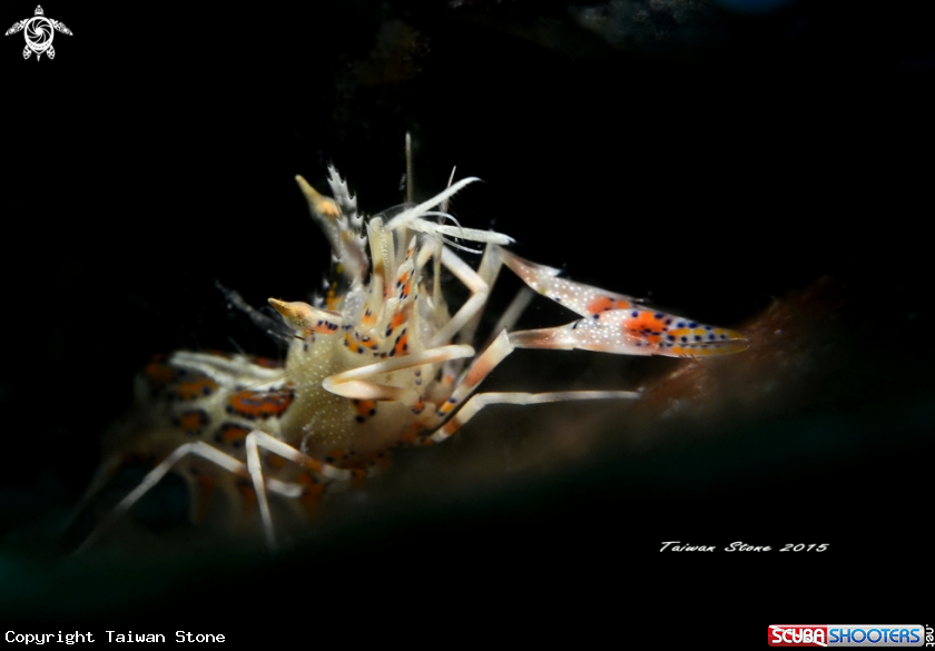 A Tiger Shrimp