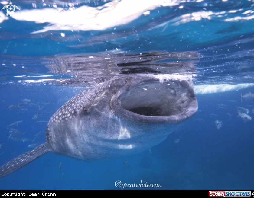 A Whale shark