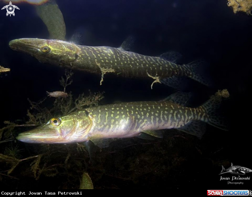 A Štuka / Pike