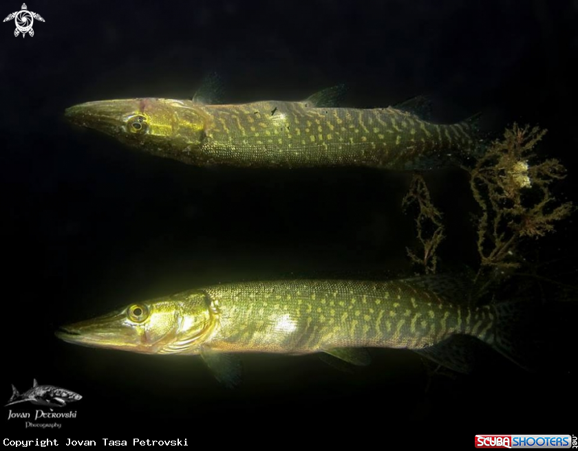 A Štuka / Pike
