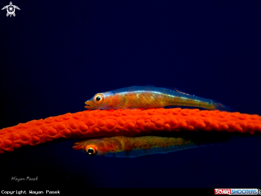 A Goby