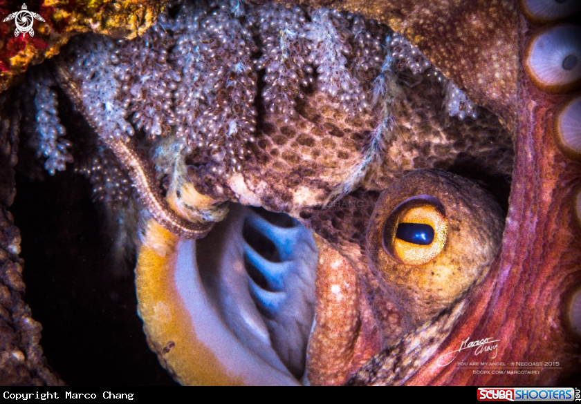 A octopus
