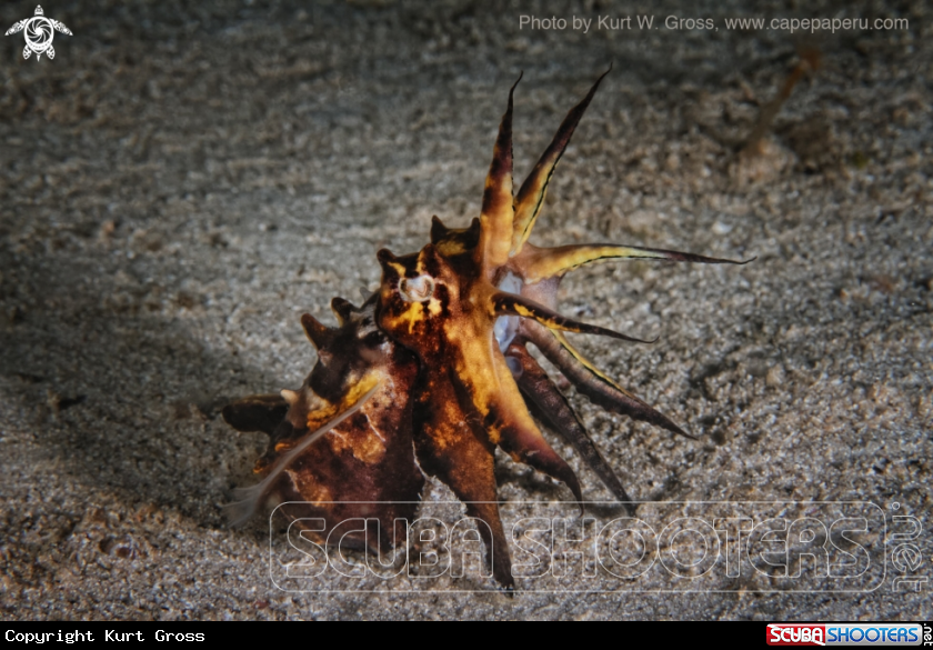 A Flamboin Sepia