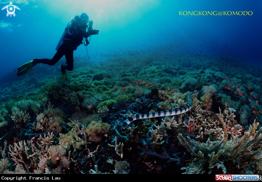 A Banded sea snake