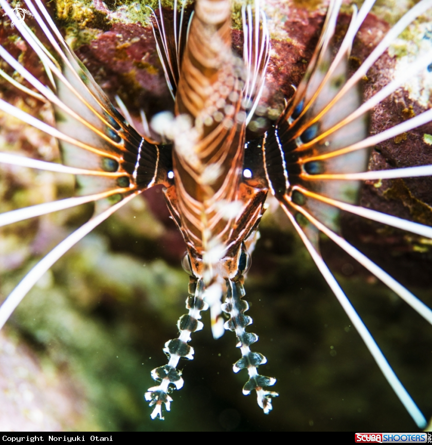 A Lionfish
