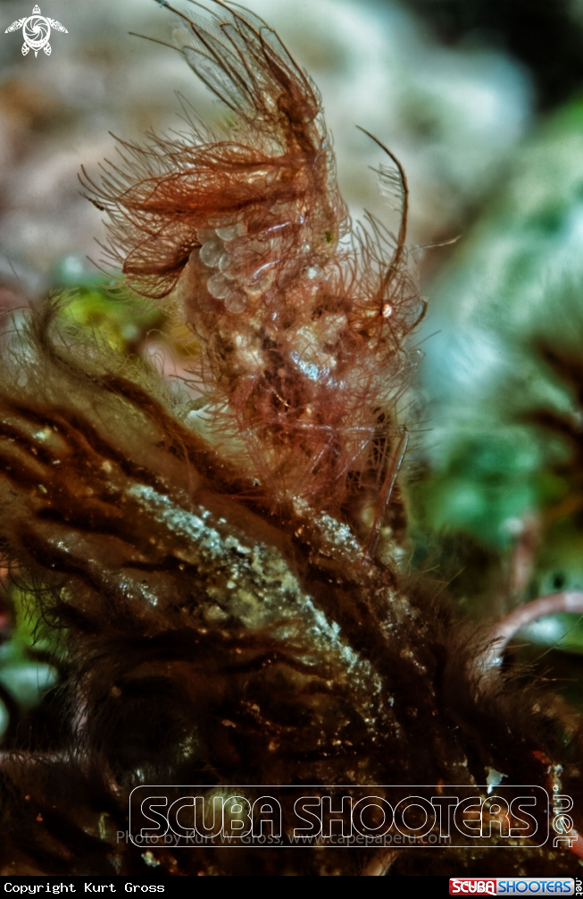 A Hairy Shrimp