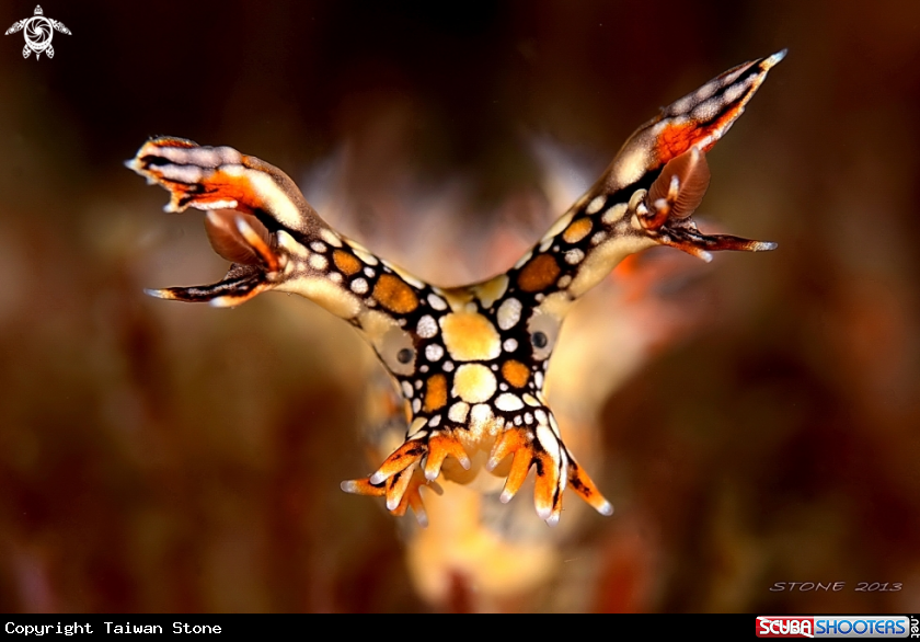 A Nudi