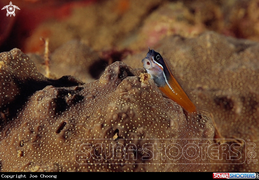 A Coral blenny