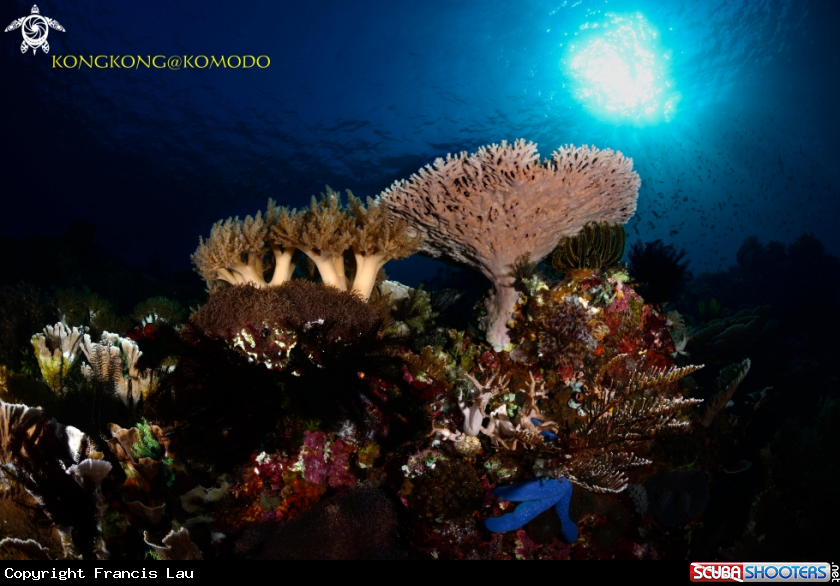 A Coral Reef