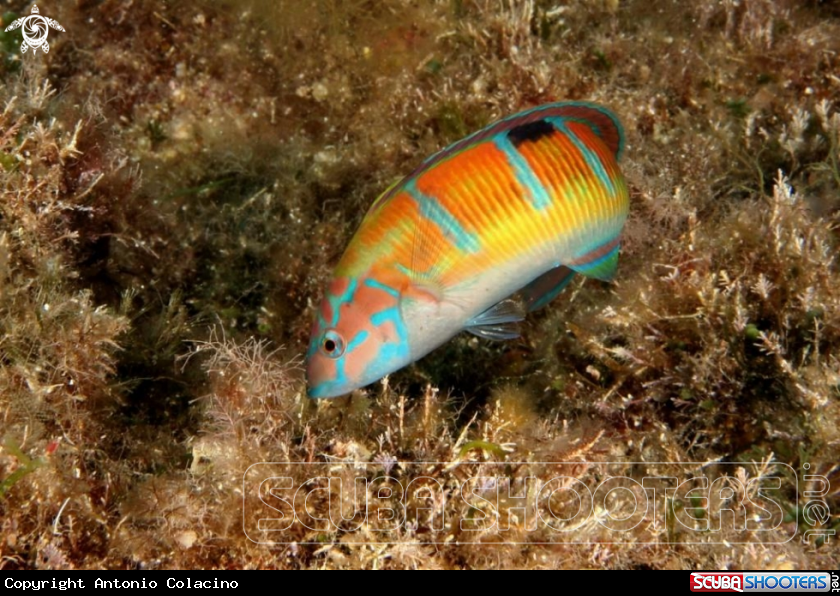 A Donzella pavonina