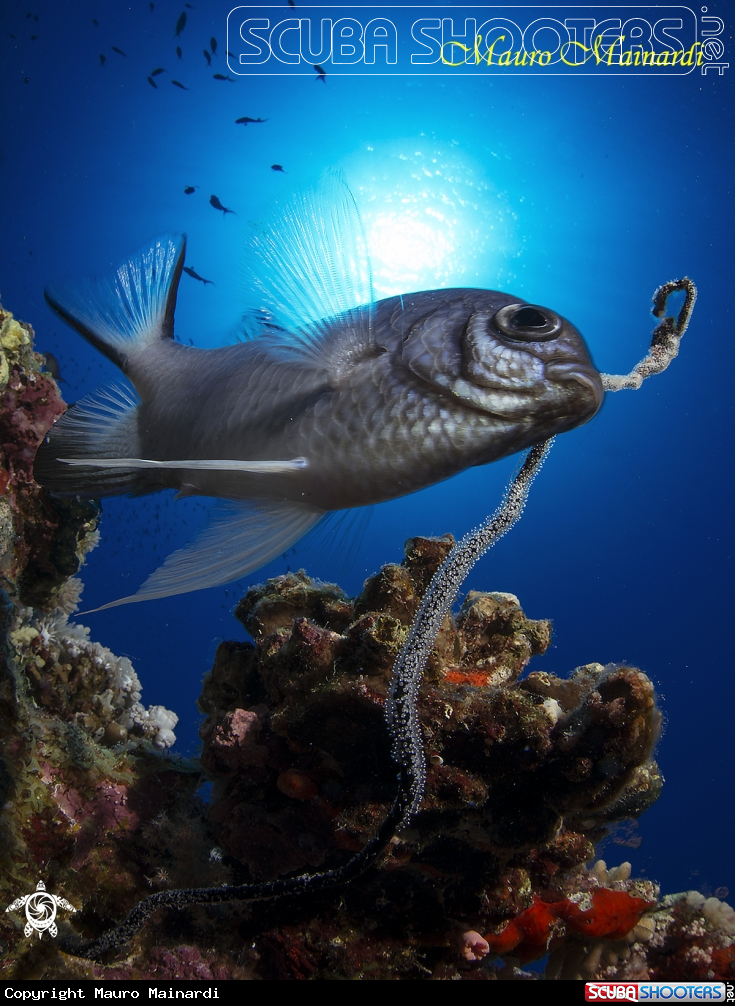 A Little fish with eggs