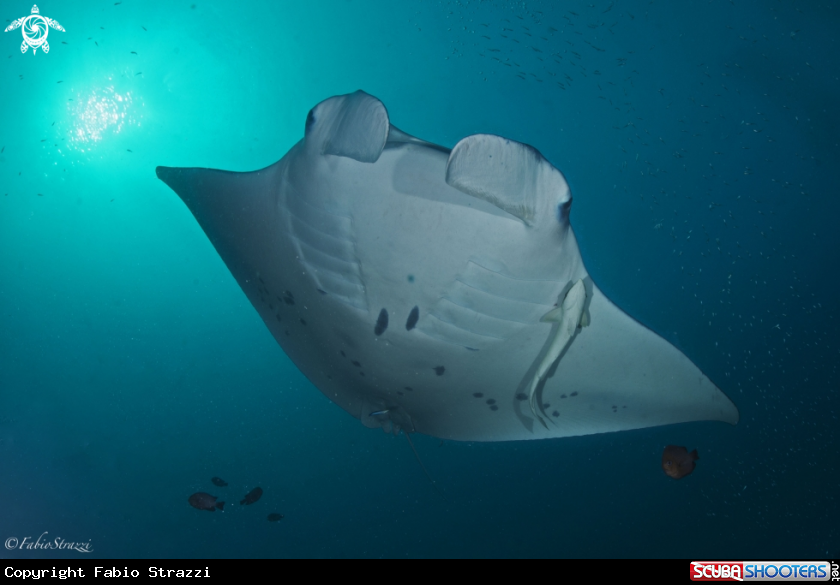 A Manta ray