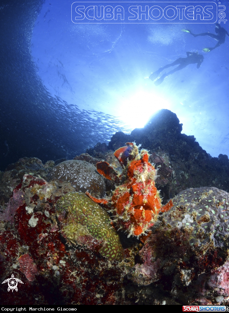 A Frog fish