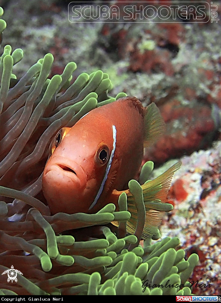 A Clownfish