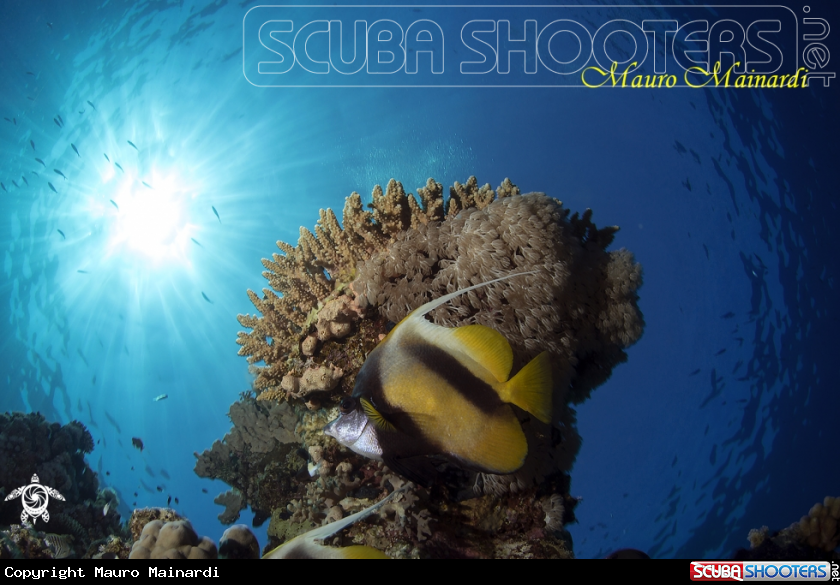 A Butterfly fish
