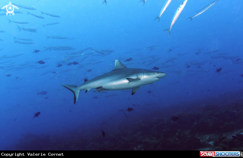 A Grey Reef Shark